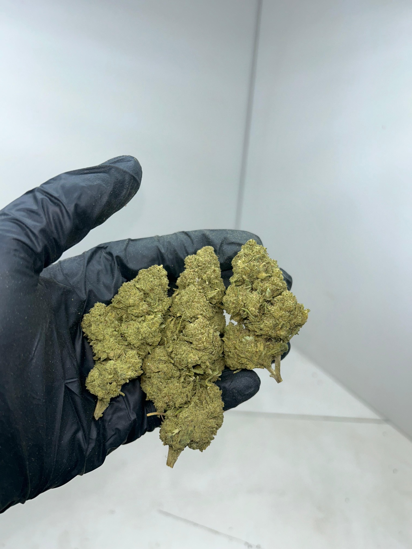 Amnesia Cryogénisée USA