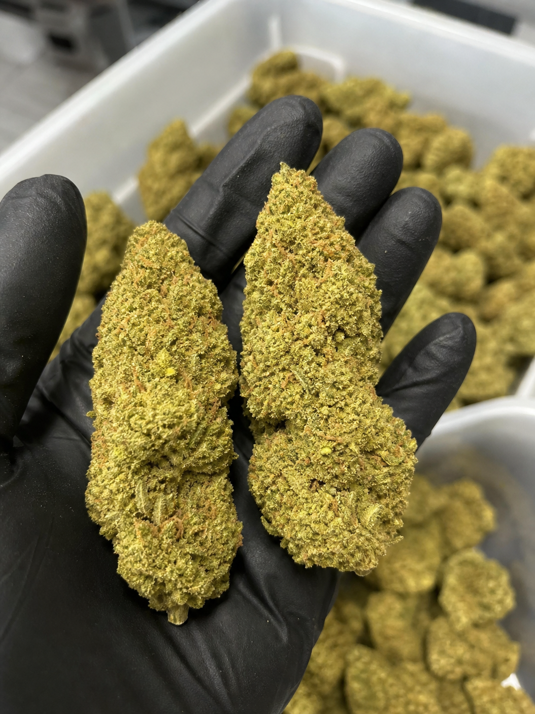 Amnesia Haze Hydroponie