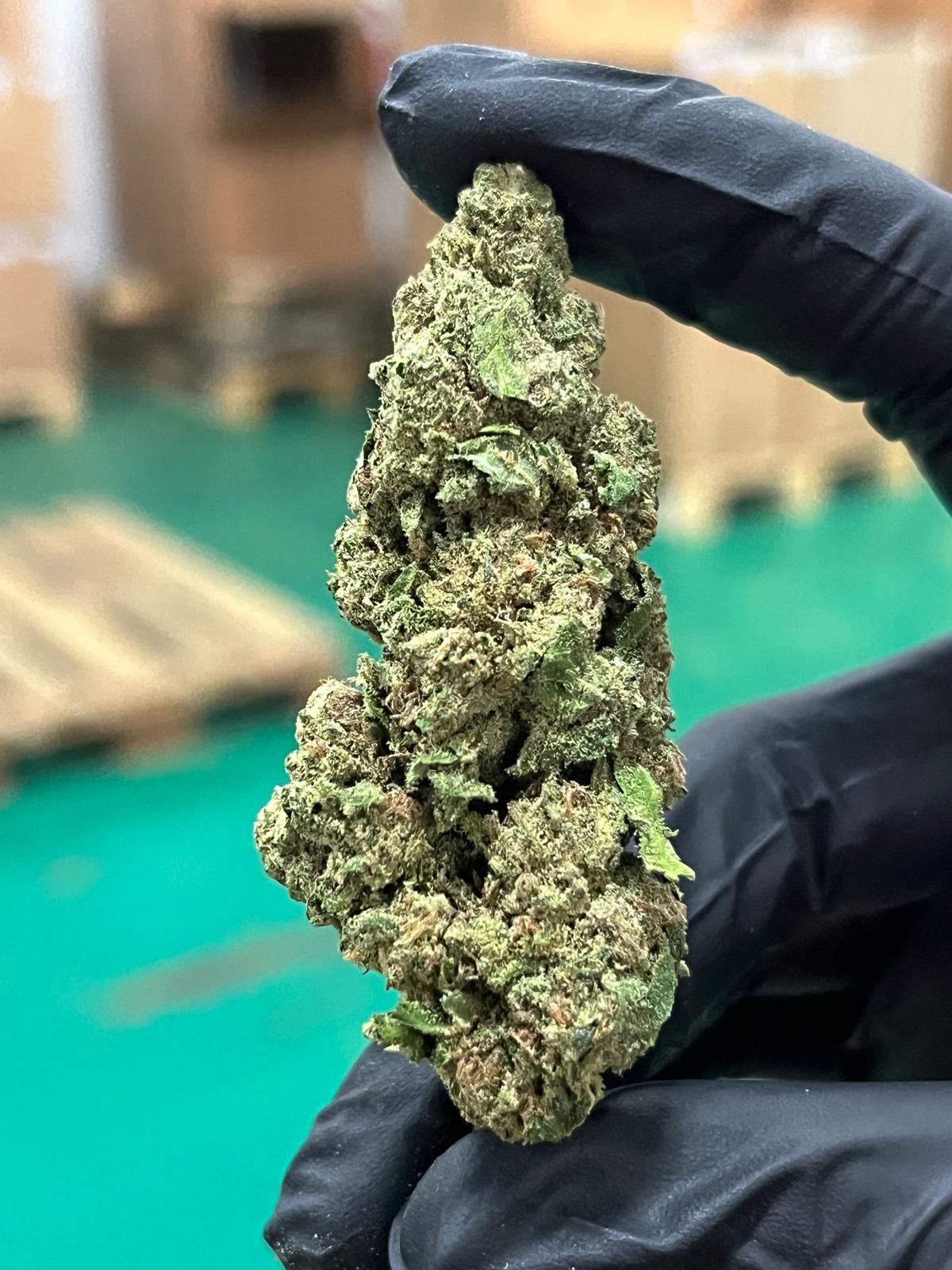 Jack Herrer Indoor